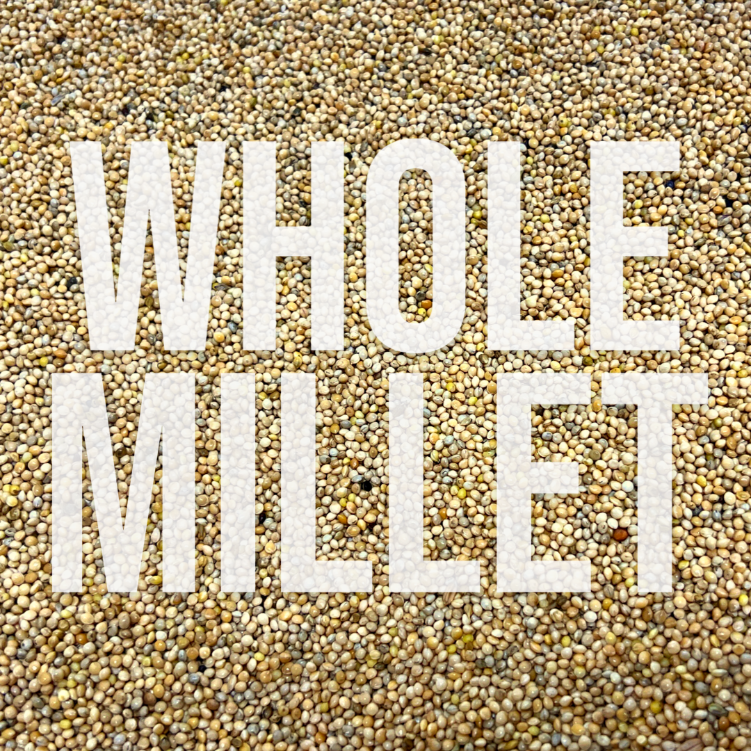 Whole White Millet for Mushroom Spawn