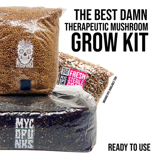 XL Beginner Mushroom Grow Kit Easy Fruit in the Bag!